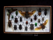 insecten assortiment 6