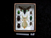 insecten assortiment 8