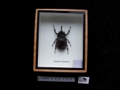eupatorus birmanicus 11