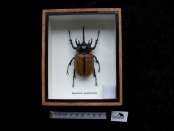 eupatorus gracilicornis 13