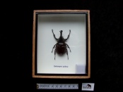 xylotrupes gideon 14