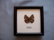euthalia recta 25