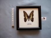 graphium dason 28