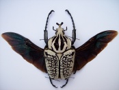 Goliathus Orientalis
