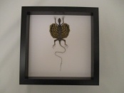 draco volans