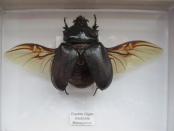 Oryctes  Gigas
