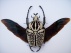 Goliathus Orientalis