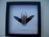 Goliathus Orientalis