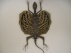 draco volans