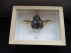 Oryctes  Gigas