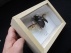 Oryctes  Gigas