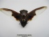 cryptotympana