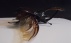 Dynastis Neptunes