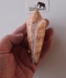 conus Gloriamaris